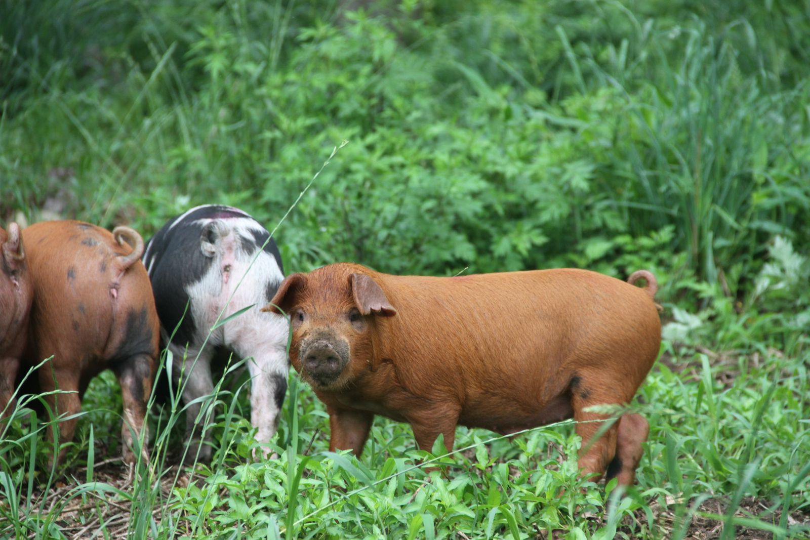 Livestock Producer Group Training Farmers Programs Glynwood