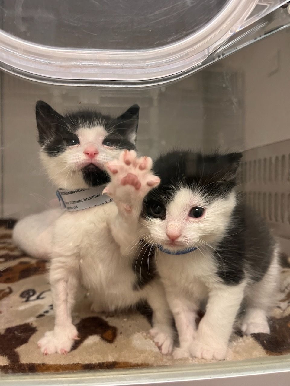 ❗URGENT: Mac & Jac Survived Fire❗