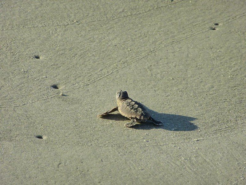Baby sea turtle making its way to the sea