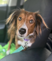 Carmel - ADOPTED