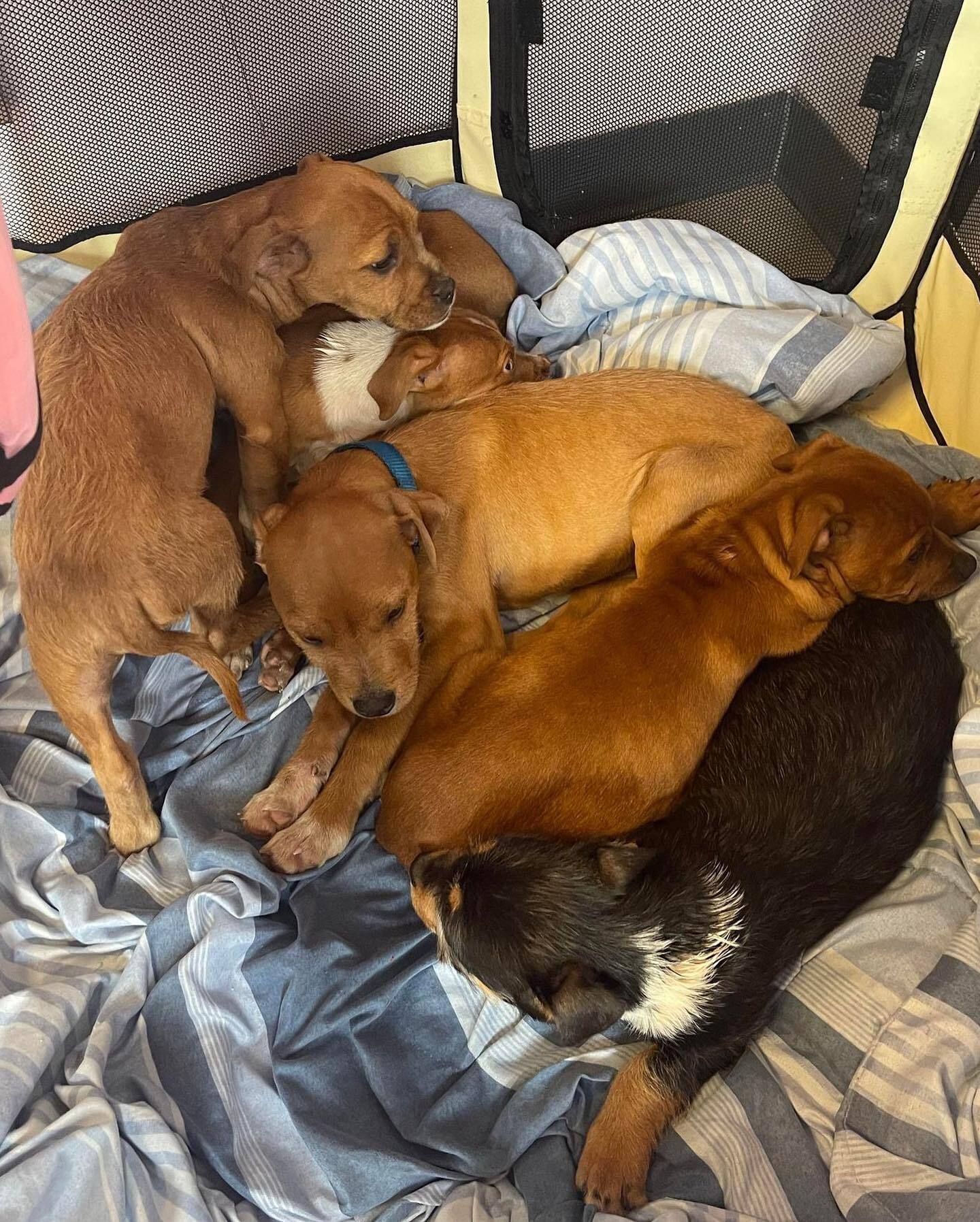 Five Puppies Honoring Athena ❗❗❗❗❗