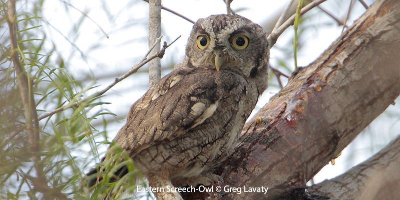 Eastern Screech-Owl