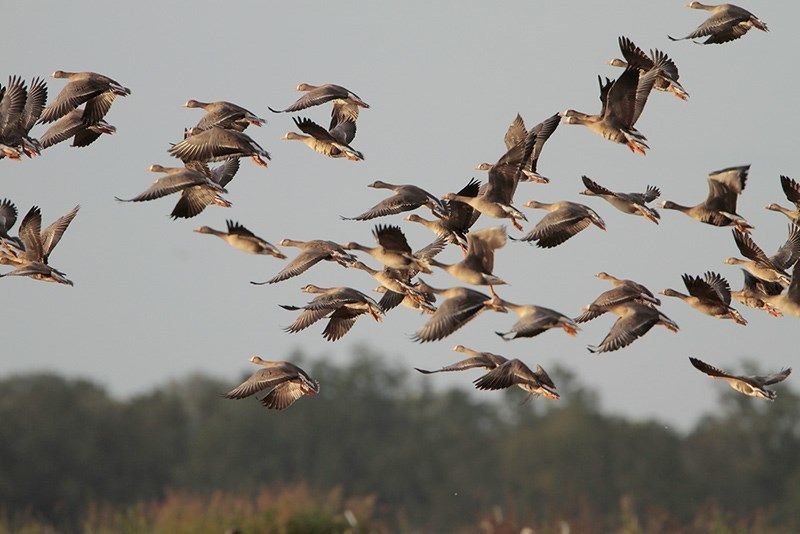 Greater White-fronted Geese