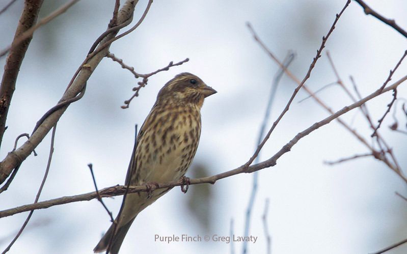 Purple Finch