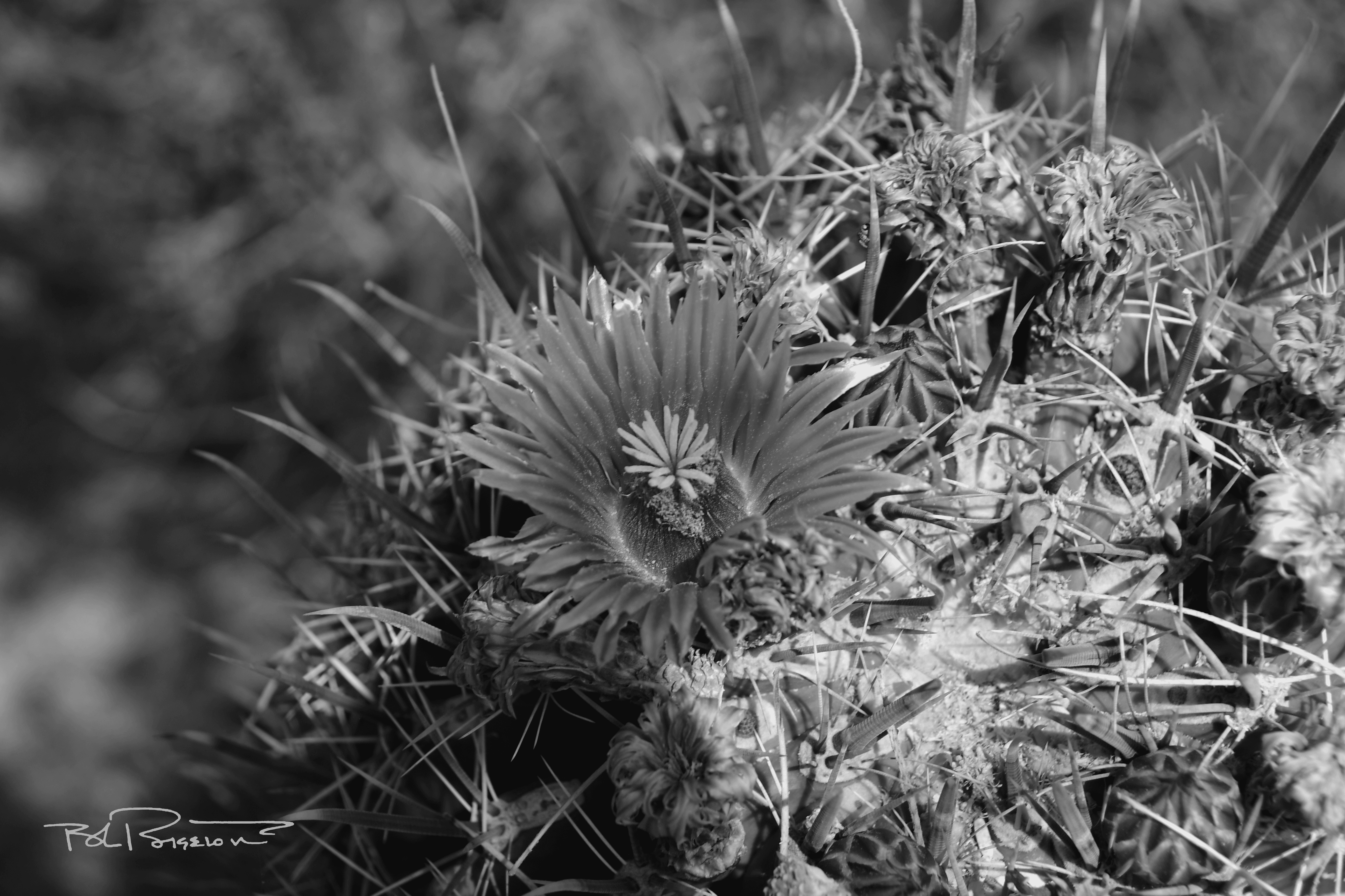 Cactus Conglomeration B&W