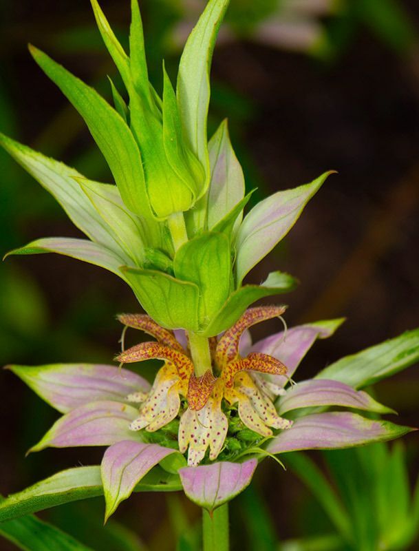 Spotted Beebalm