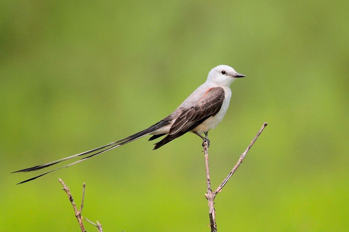 Scissor-tailed Flycatcher