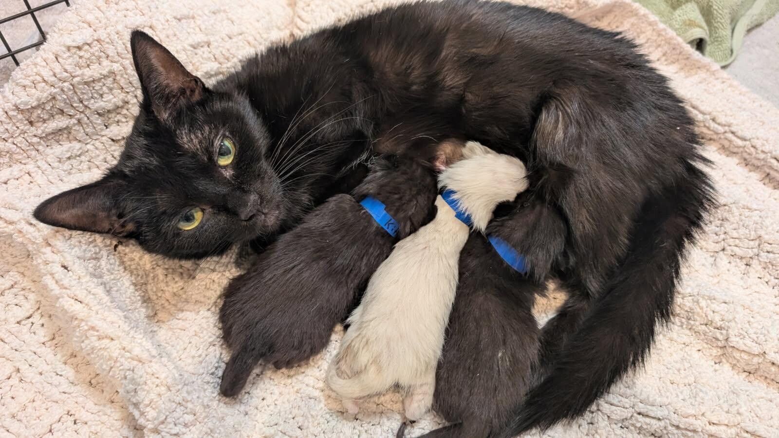 Kitten Season Fundraiser🐱