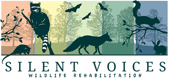 Silent Voices Wildlife Rehabilitation