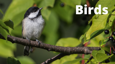 Audubon at Home: Birds