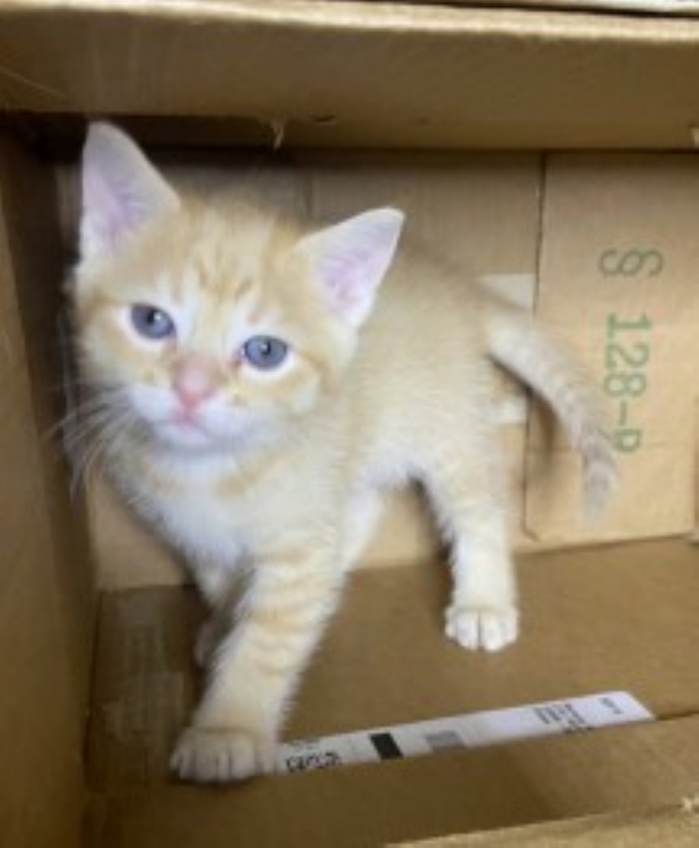 Gingersnap
