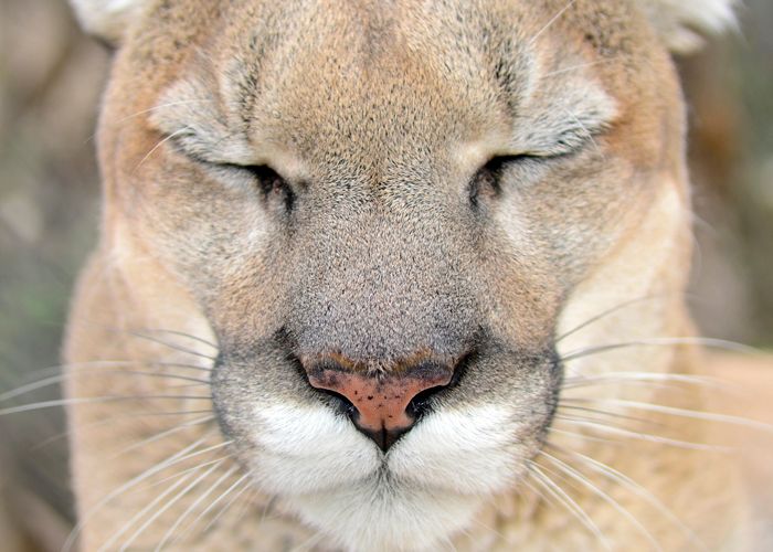 Tocho - Mountain Lion Sleeping