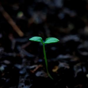 Planting Seeds of Compassion