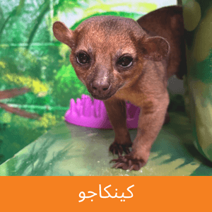 Kinkajou
