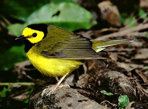 Beak of the Week: Hooded Warbler