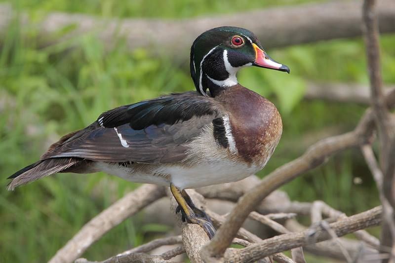 Wood Duck male