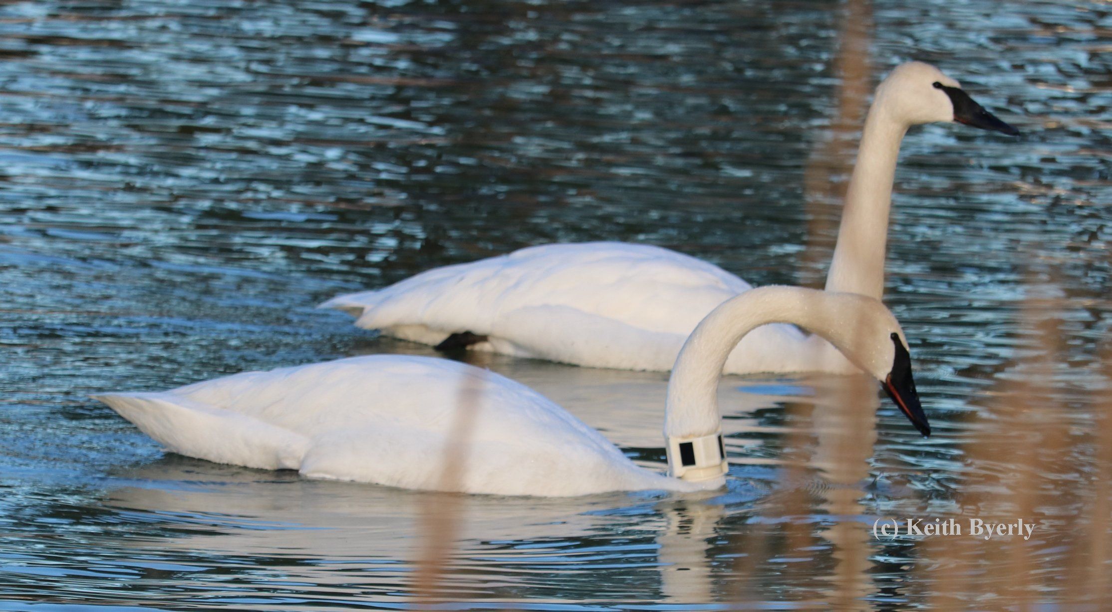 My Arkansas Swan Story