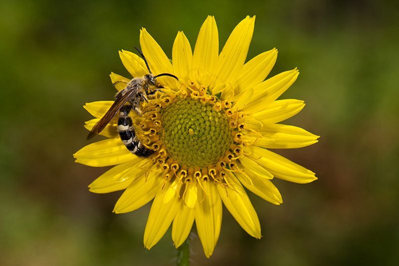 Slender Rosinweed