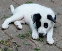 Colton - ADOPTED