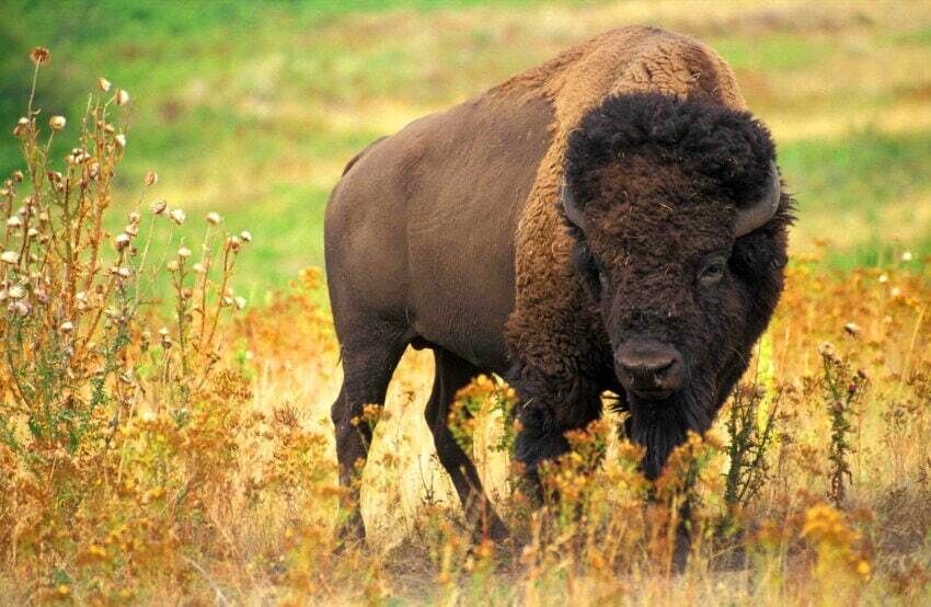 Bison Buffalo