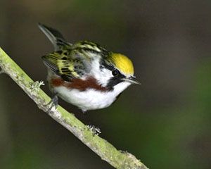 Beak of the Week: Chestnut-sided Warbler