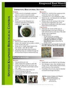 Spotted knapweed root weevil info sheet
