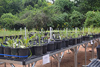 Natives Nursery Expansion Project