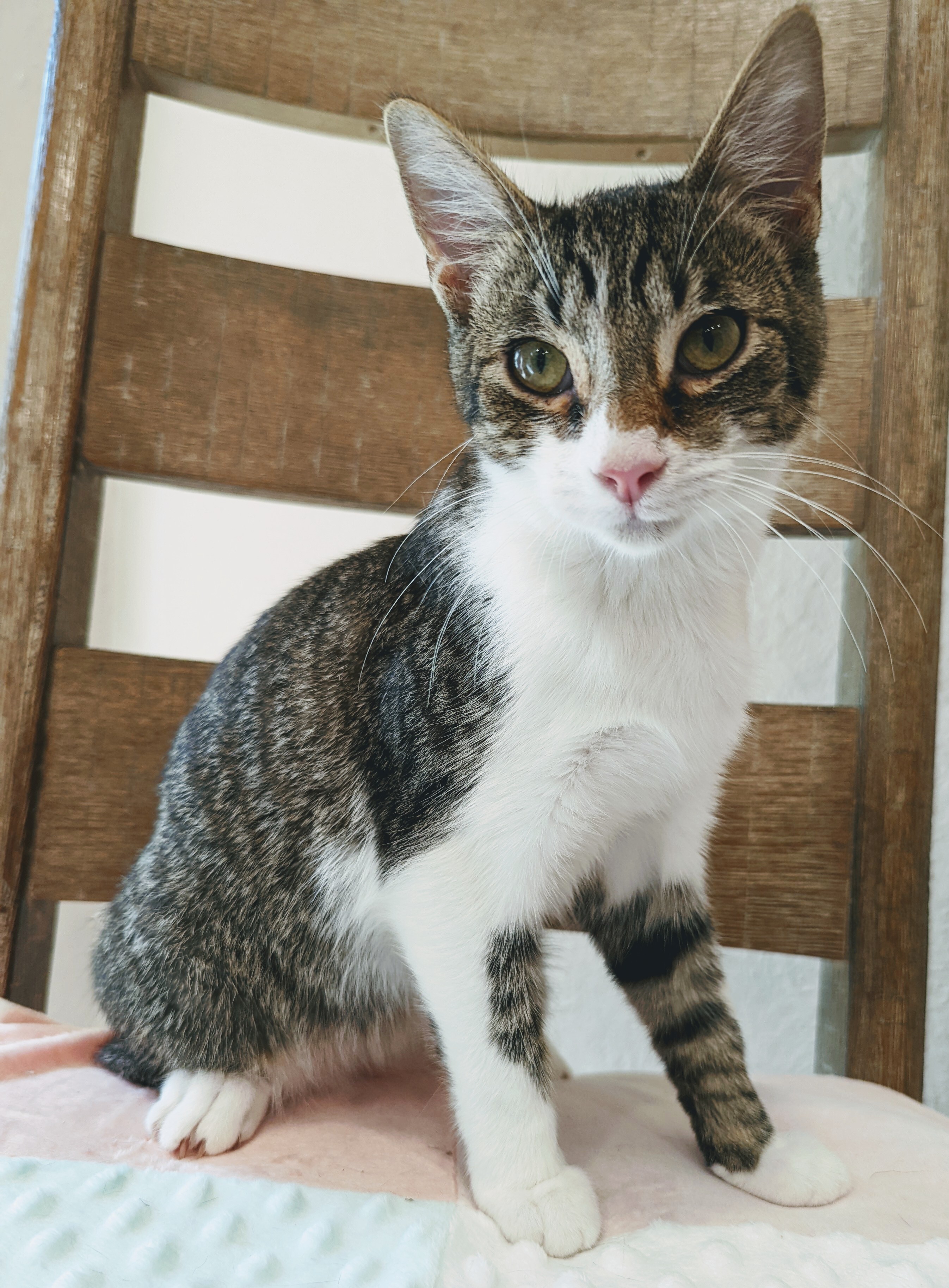 Available Cats ADOPT A PET Planned Pethood, Inc.