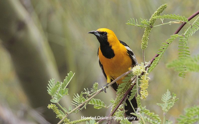 Hooded Oriole