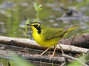 Kentucky Warbler