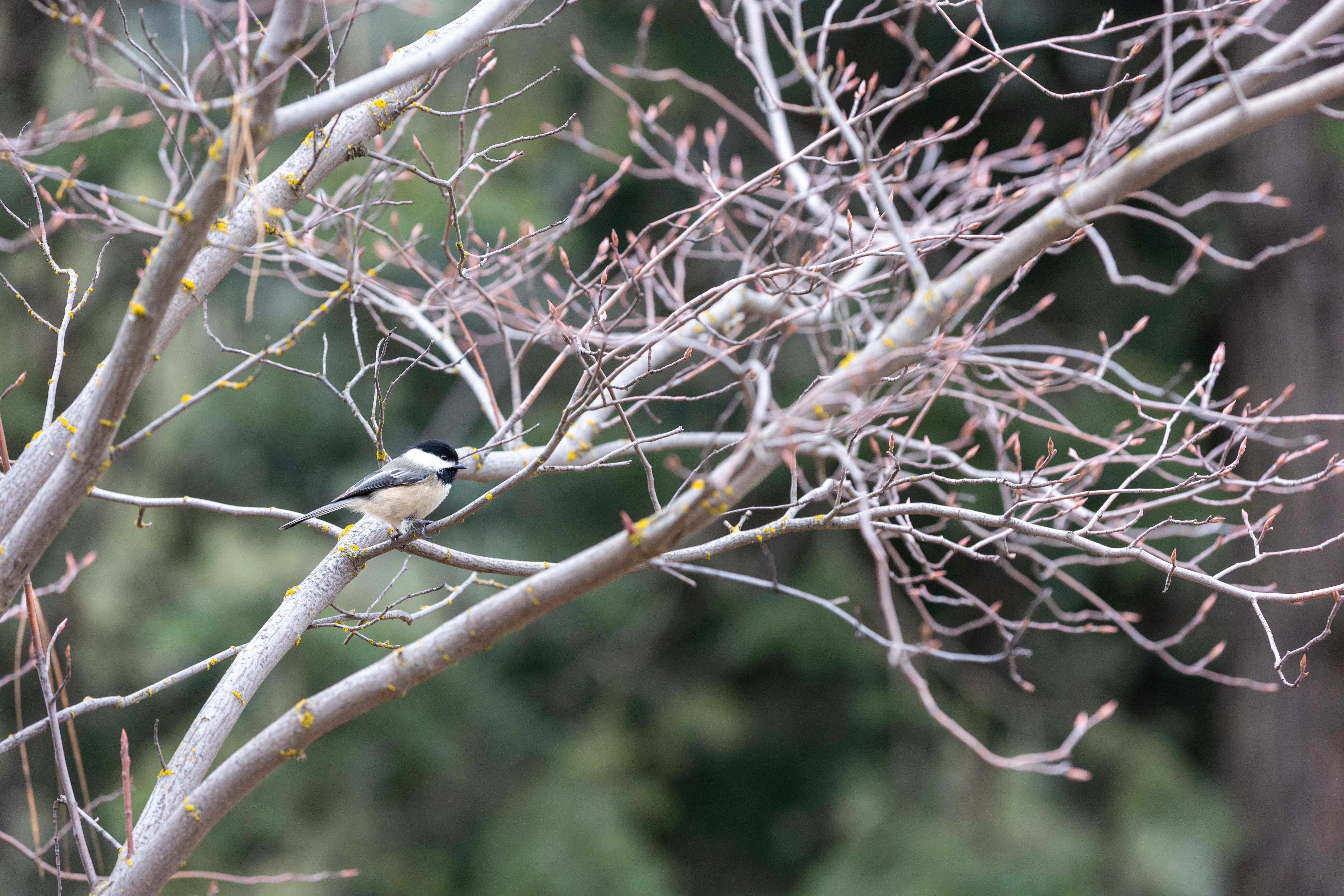 A chickadee perched on a branch at WRI in the early spring.