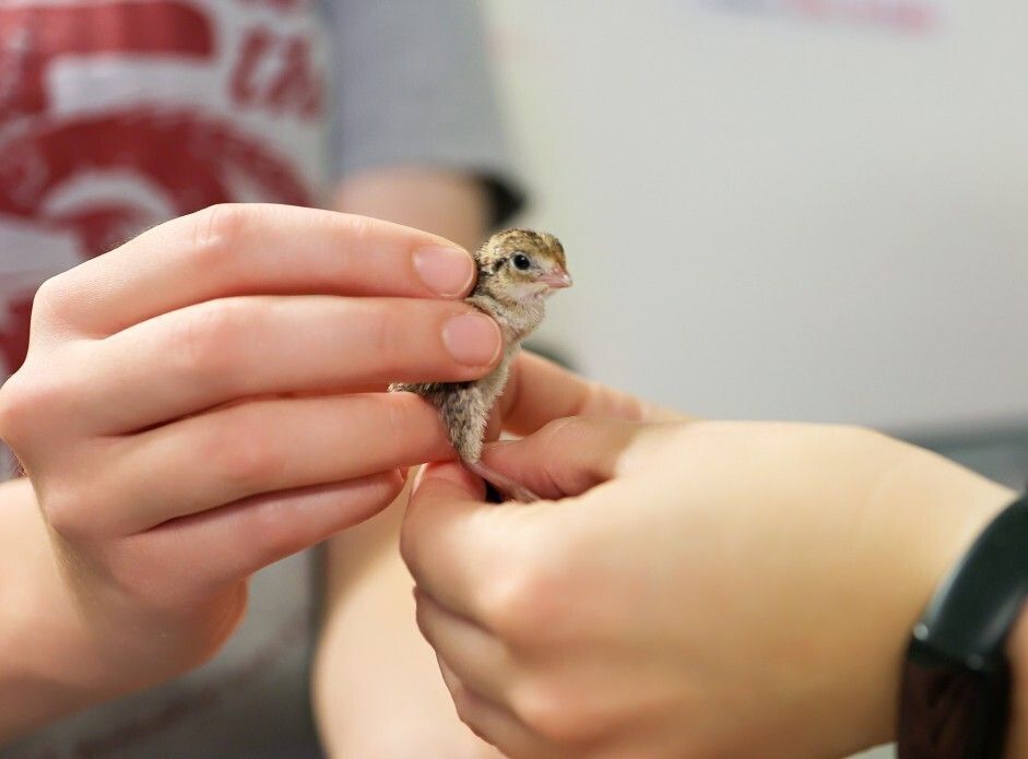 Transferring Masked Bobwhite to wildlife refuge.