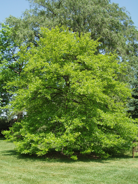 Black Gum - Pack of 100 Seedlings (6"-12")