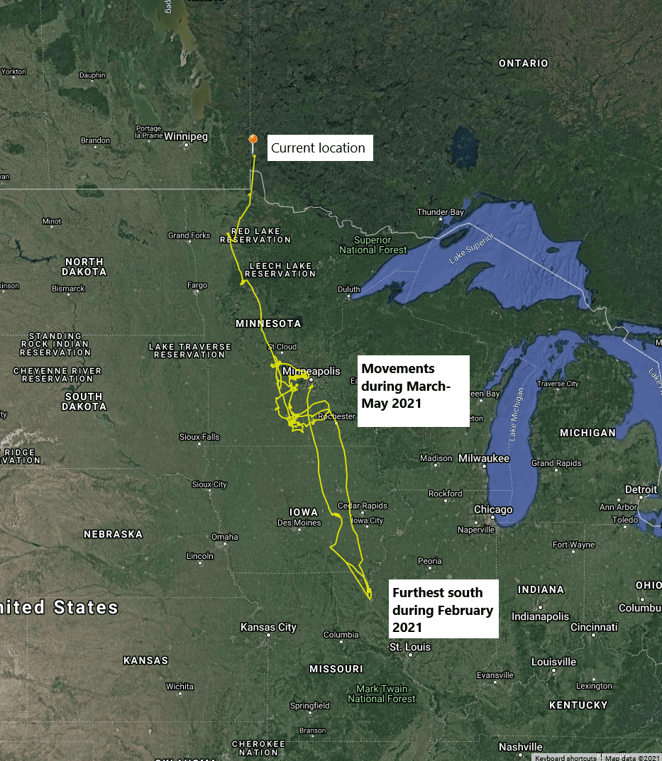 Minnesota swan 8A makes 'molt migration' to Ontario