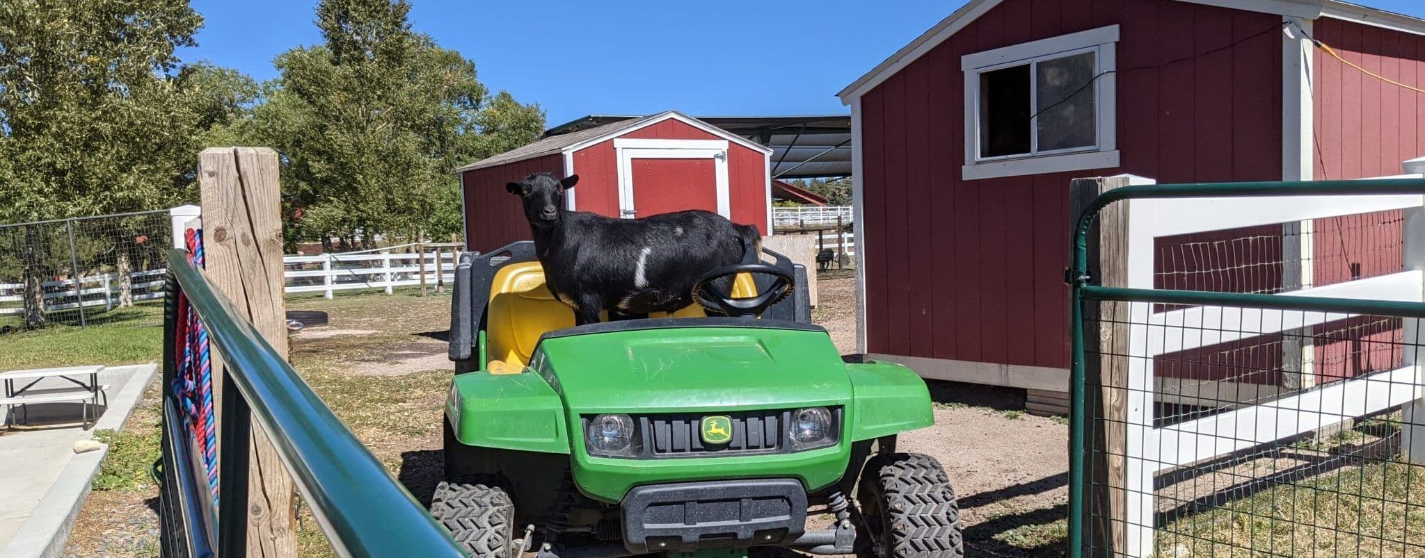 Chicken the goat on a four wheeler.