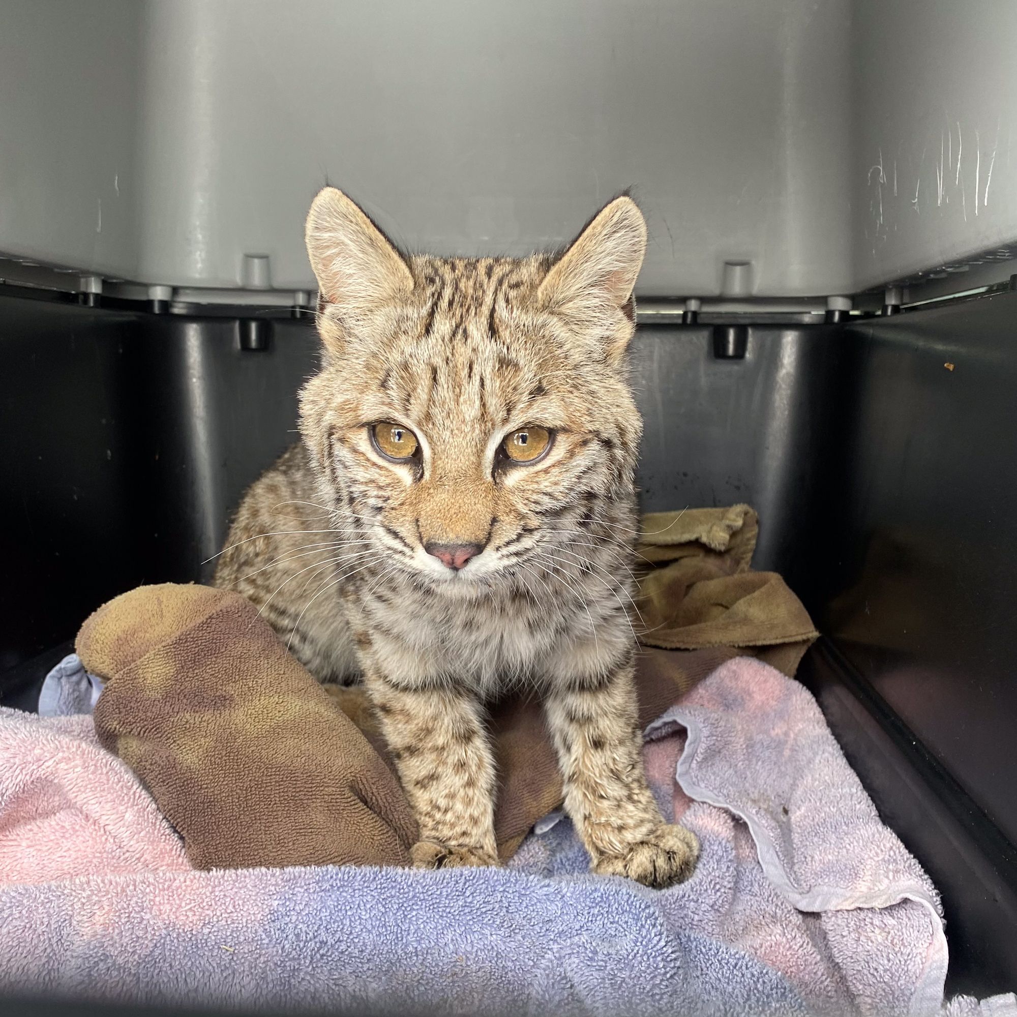 Lincoln Woman Rescues Malnourished Baby Bobcat; NWR Now Restoring Back to Health