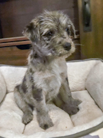 Mango - ADOPTED