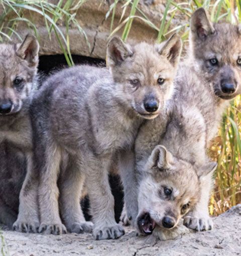 Gray Wolves