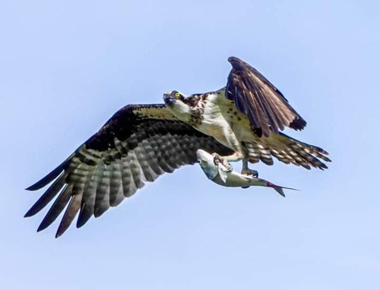 An Osprey flying while holding a fish against a blue sky