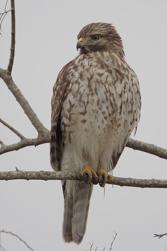 Red-shouldered Hawk (immature)