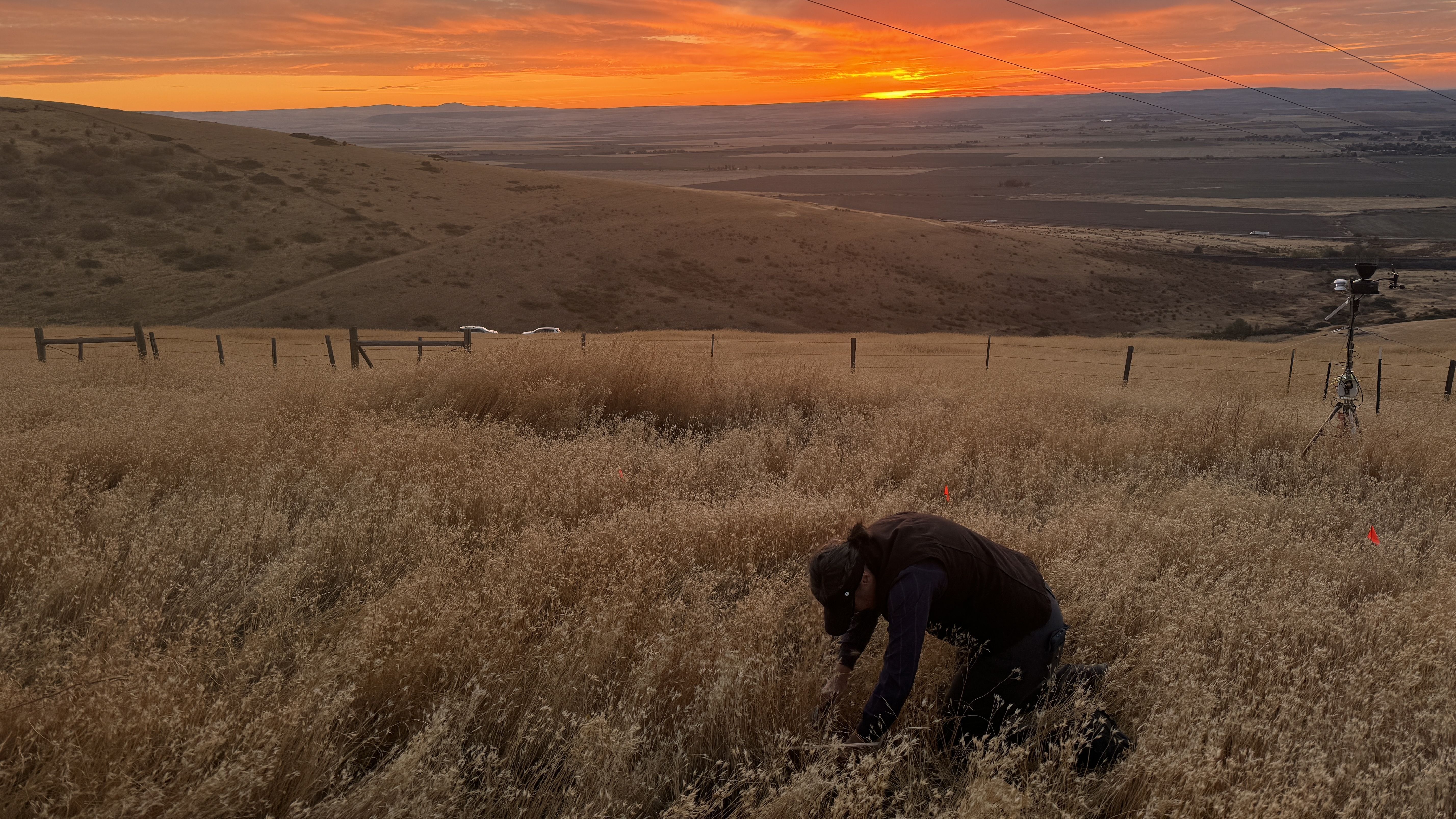 Person monitoring common crupina field with sunset in the background.