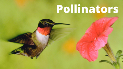 Audubon at Home: Pollinators
