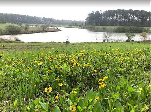 Member Field Trip to Keith Weiss Park