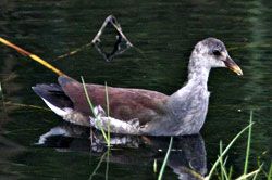 Common Gallinule (juvenile)