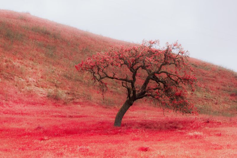 Falling Tree, Off the Highway