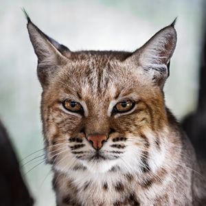 Bobcat kittens! PSE&G workers make furry discovery 