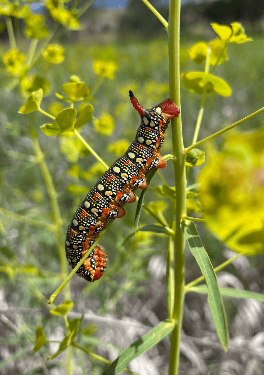 MT Biocontrol Project