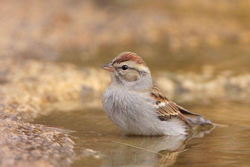 Chipping Sparrow