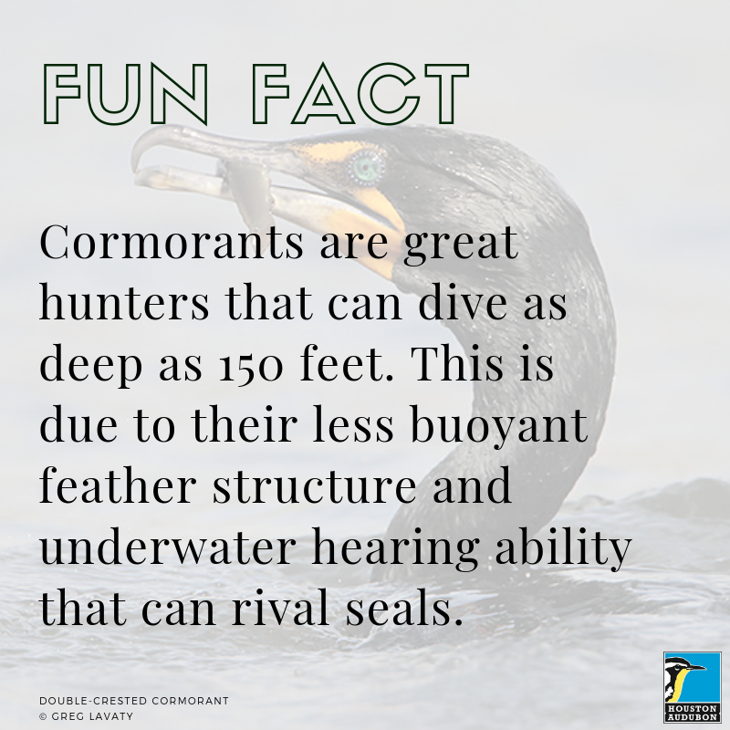 Cormorants fun fact