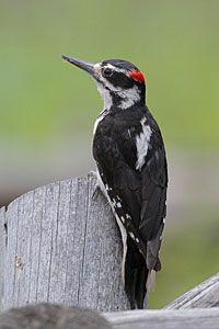 Beak of the Week: Hairy Woodpecker